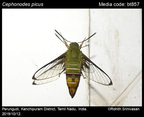 Cephonodes picus (Cramer, [1777]) - Green Bumble-bee Hawkmoth | Moths