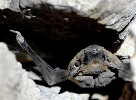 Bats in the bastions: A wild side of Tughlaqabad revealed