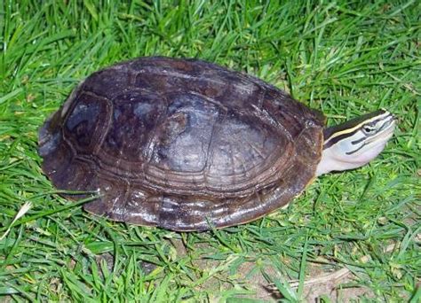 Image result for malayan box turtle setup