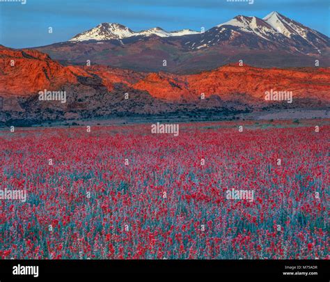 Globemallow field and La Sal MOuntains Upper Spanish Valley, Utah ...