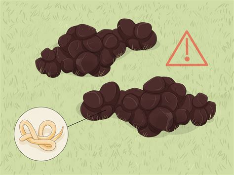 Sheep Care 的图像结果