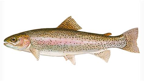 Freshwater Fish: Trout - A Complete Guide