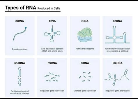 RNA Types 的图像结果