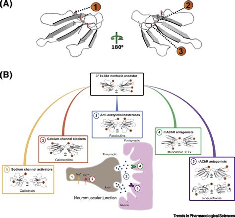 Causes and Consequences of Snake Venom Variation: Trends in Pharmacological Sciences
