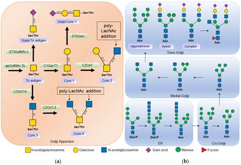 The Role of B Cell and T Cell Glycosylation in Systemic Lupus Erythematosus