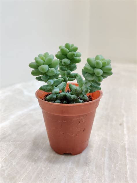 Buy Sedum Succulents (Stonecrop) Online India at Lowest Price ...