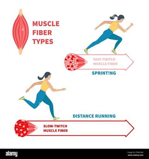 Slow twitch and fast twitch muscle fiber types illustration Stock ...
