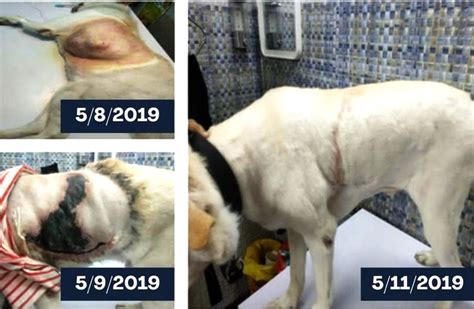 Treatment of 3 kg Tumor in a Dog – cellpetasia