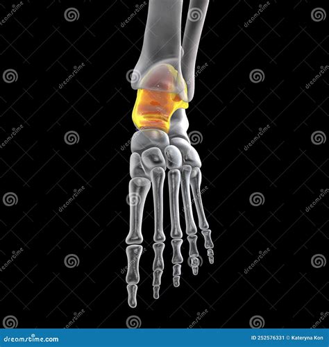 Human Foot Anatomy. Talus Bone of the Foot Stock Illustration ...