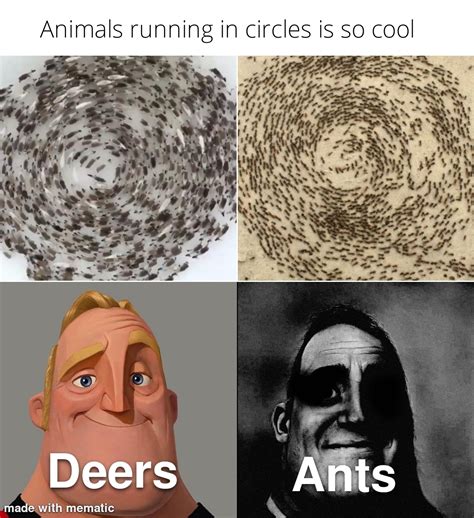 Animals running in circles is so cool IV? J y i'i 'A 2%i / those who know those who don't know ...