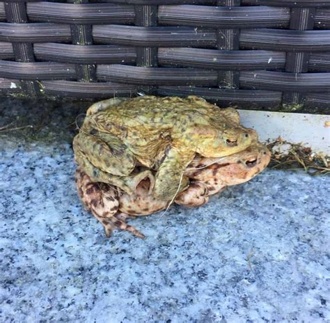 Exploding Toads Video 的图像结果