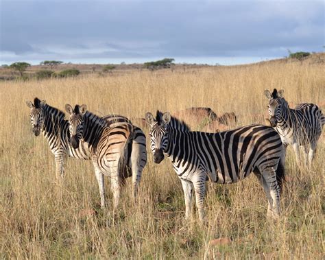 Welles Turner Memorial Library | Glastonbury, CT