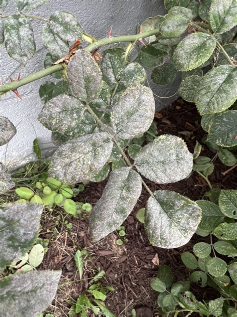 New to gardening, why are my rose bush leaves turning white? : r/gardening