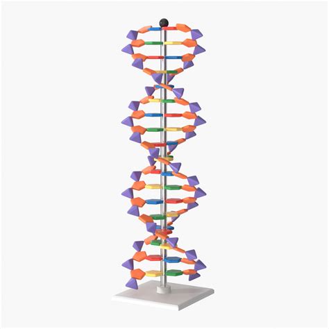 DNA 3D Model 3D Model $14 - .c4d .fbx .obj - Free3D