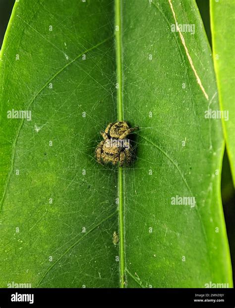 Jumping spider Euophrys frontalis. The Euophrys frontalis is a genus of jumping spiders of the ...