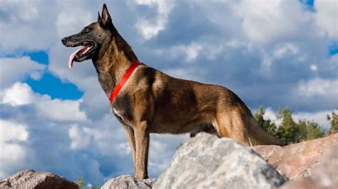 7 Best Guard Dog Breeds For Security In Remote Areas - Ethawi.com