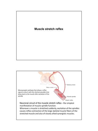 Muscle Spindle Stretch Reflex 的图像结果