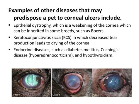 Corneal ulcers seen in veterinary practice in dog.pptx