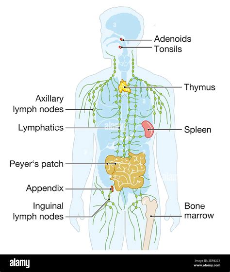 Diagram of immune system hi-res stock photography and images - Alamy