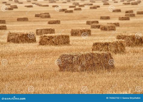 Bundles of Hay on the Retracted the Field. Stock Photo - Image of fall ...