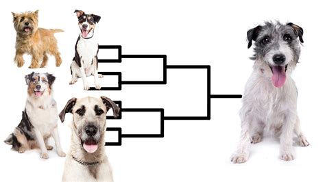 Purebred Definition Science