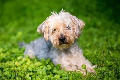 Yorkiepoo Dogs: The Poodle Yorkshire Terrier Designer Breed