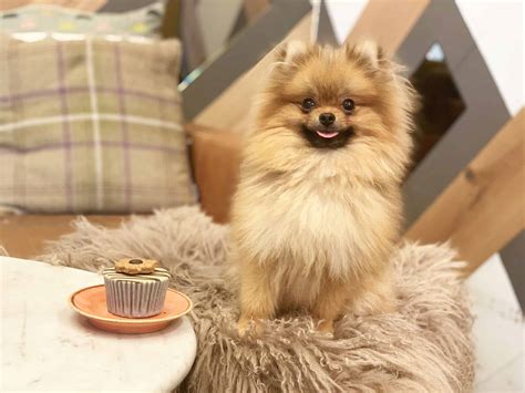 Cutest Small Dog Breeds: Top 10 Revealed - Dog Club Life