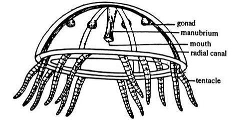 Cnidaria: Obelia - Zoology Optional Notes for UPSC PDF Download