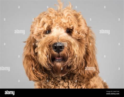 Image result for Cockapoo 1 Year Old