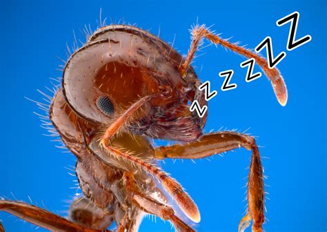 When do ants sleep? - Antkeeper