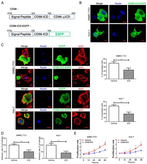 Dominant Suppression of β1 Integrin by Ectopic CD98-ICD Inhibits ...