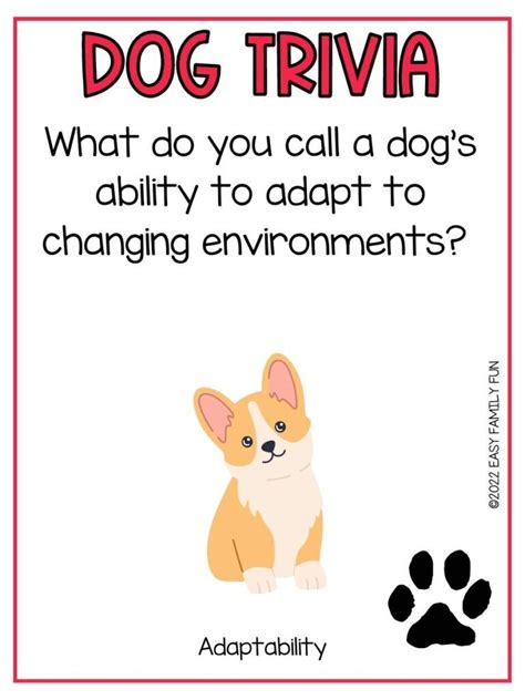 Dog Questions 的图像结果