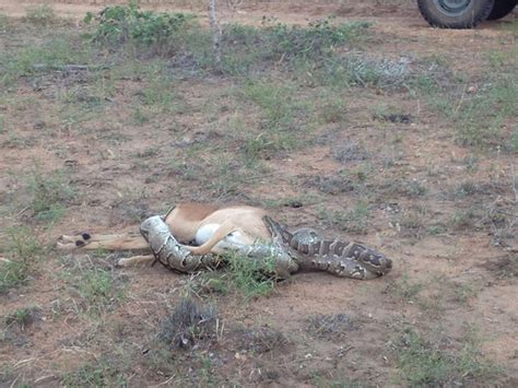 African Rock Python Eating 的图像结果