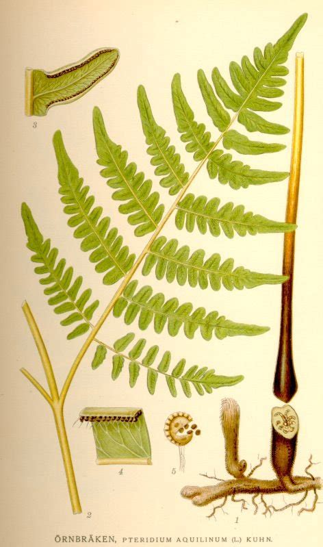Image result for Pteridophytes Reproduction