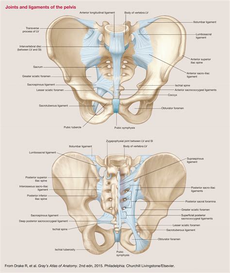 Clinically applied anatomy of the pelvis - Surgery - Oxford ...