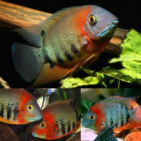 Shop Cichlids of America at FRESHWATERAQUATICA | FRESHWATERAQUATICA