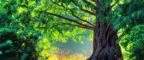 4k Ultrawide Green Wallpapers - Wallpaper Cave