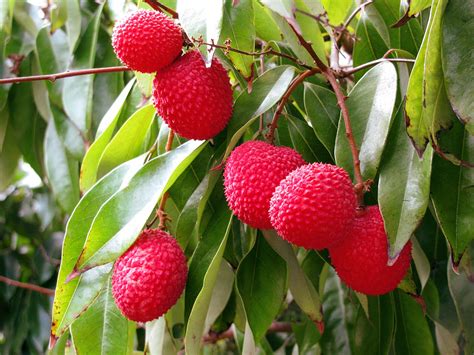 How to Grow Litchi Tree in container | Growing Litchi | Lychee Care - Naturebring