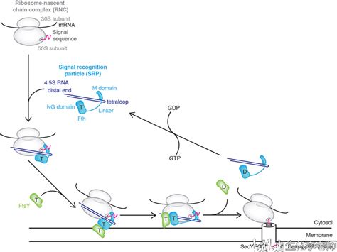 信号肽与新生肽链的运输和加工（一） - 哔哩哔哩