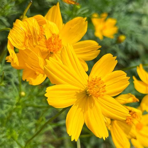 ☀️ What are the Light Needs for Sulfur cosmos in Gardening? (Type ...