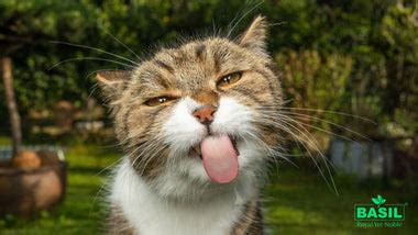 Purr-fect Luxury: The Most Expensive Cat Breeds in India - The Basil ...