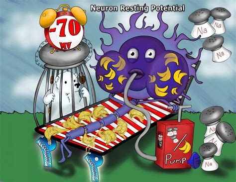 Image result for Cell Resting Membrane Potential