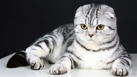 scottish-fold