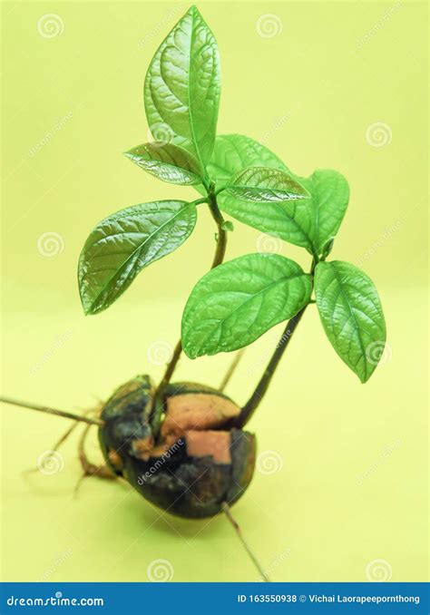 Avocado Plant Seed Sprouting and Growing. Stock Photo - Image of fresh ...