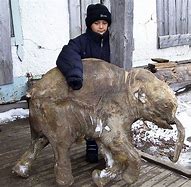 Image result for Baby mammoth found