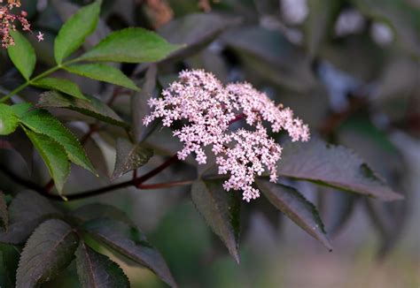 Shrubs With Dark Leaves