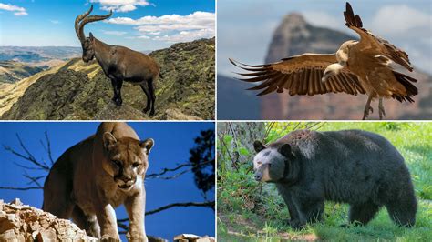 26 Different Animals Found in the Mountains with Pictures and Facts ...