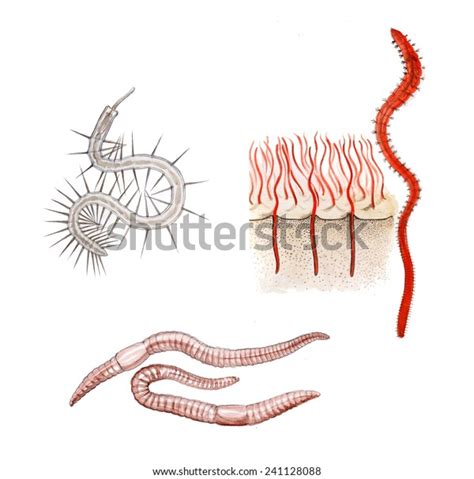 Image result for Segmented Worm Drawing