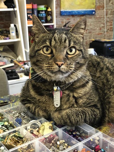 Toby, now a jewelry making apprentice and eager to learn : r/PretzelPaws