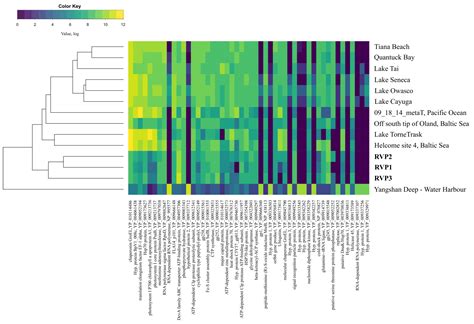 The Viral Fraction Metatranscriptomes of Lake Baikal